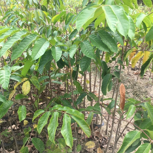 普宁市青橄榄苗 嫁接甜青橄榄果树苗 南北方种植果树盆栽地栽苗 带土带叶橄榄树