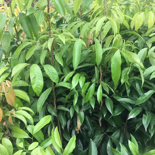 普宁市 荔枝直生苗荔枝苗贵味荔枝苗妃子笑荔枝苗