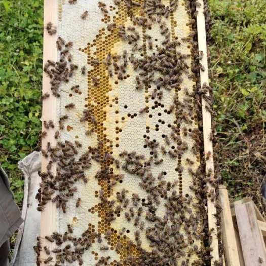 遵义 中蜂蜂群蜜蜂土蜂蜜蜂蜂群中蜂蜂群蜂王