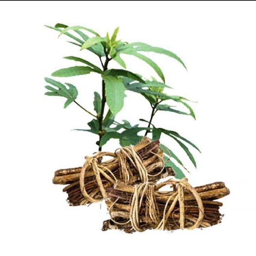 灵山县 五指毛桃树苗 牛奶木树苗 土黄芪树苗南方北方四季可种植煲汤