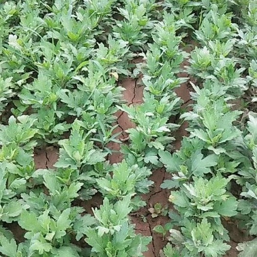 亳州金丝皇菊苗