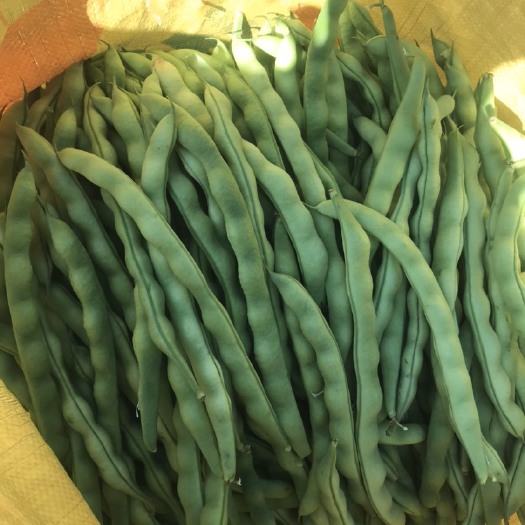 四季豆  大青豆需要的可来电骚扰了，诚信勿扰