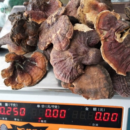 察隅县 西藏察隅人工灵芝