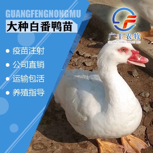 南宁 大种白番鸭苗，白西洋鸭苗，厂家直销、包打疫苗