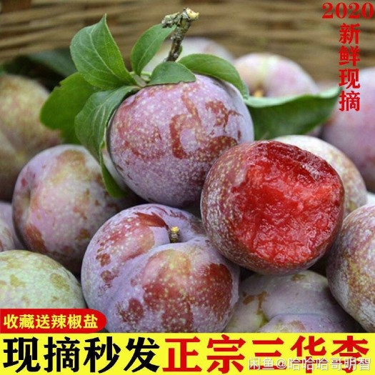 信宜市 钱排正宗三华李现摘现卖