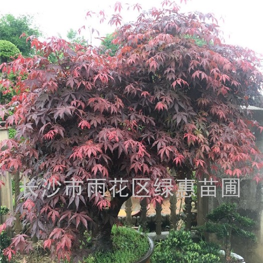 长沙 红枫 日本红枫 羽毛枫 各种规格优价供应