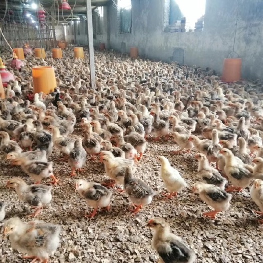 黔西市K9鸡苗 公