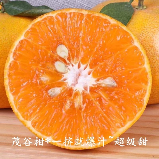 深圳蜜桔  茂谷柑现货代发，柑橘一手货源