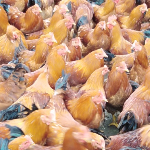  180天的玉米粉料阉鸡。散养