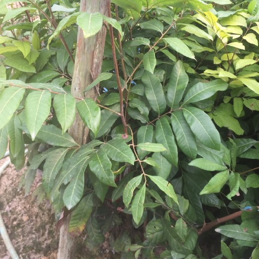 普宁市 石峡龙眼苗。直生苗。嫁接没有嫁接苗