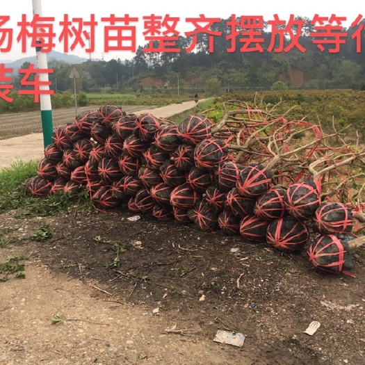 靖州县东魁杨梅树苗 正宗黑炭（乌梅），东魁，台梅树苗