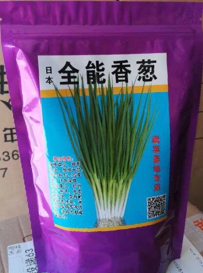 高密市小香葱种子 全能香葱种子