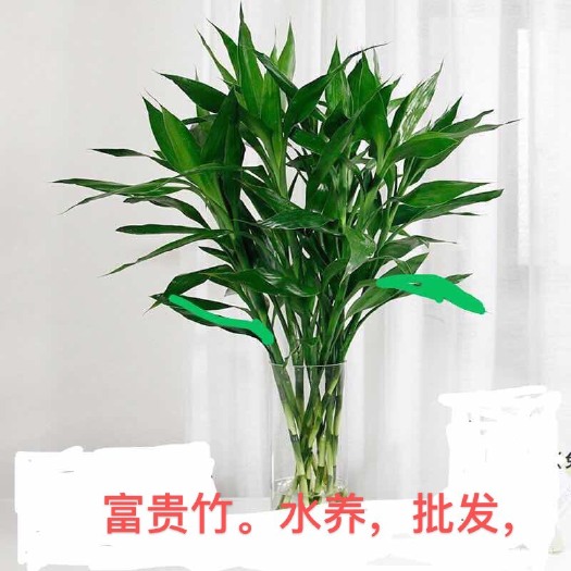 海口优质富贵竹，红竹，观音竹，莲花竹。下单前请于我联系，