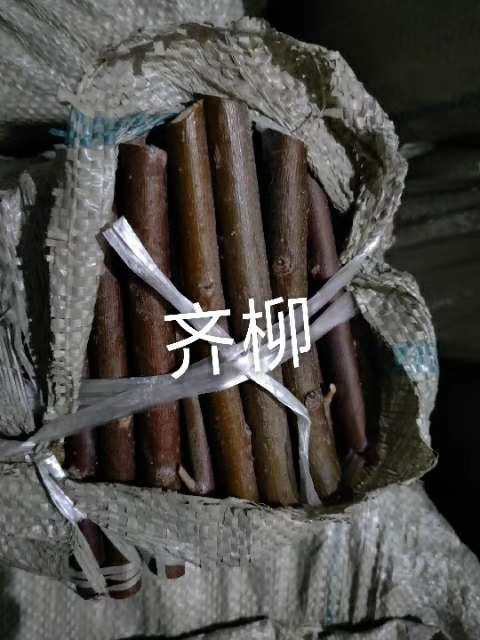 林甸县柳树种子