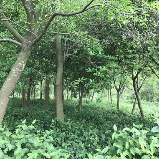 恩平市奇楠沉香树 15年奇楠沉香底价处理