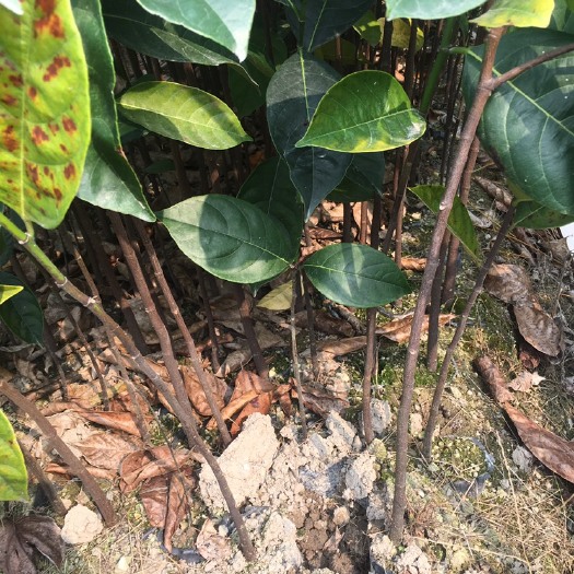 普宁市 菠萝蜜苗树苗果苗嫁接苗木菠萝苗马来西亚1号黄肉红肉四季菠萝蜜