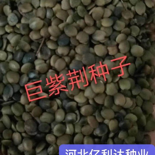 泊头市河北基地巨紫荆种子  新货芽率高放心购