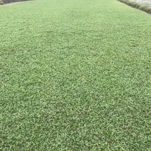 大叶油草