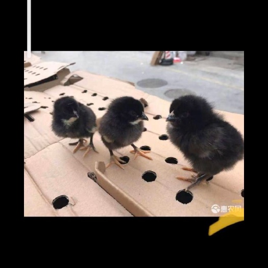 广州乌骨鸡苗  黑凤鸡苗【厂家直销 品种保证 量大从优 包疫苗】