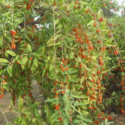 抚顺县枸杞苗  基地出售枸杞树苗，质量保证，价格实惠