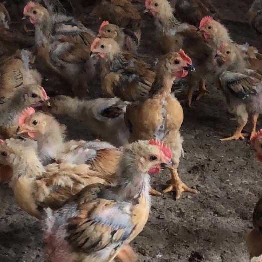 成都K9麻黄鸡苗 统货