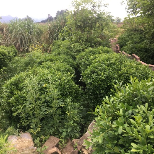 佛山小叶黄杨