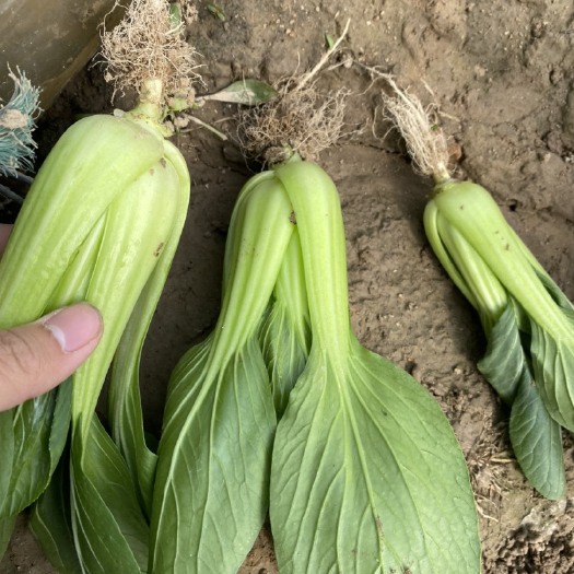 虞城县 大棚精品上海青