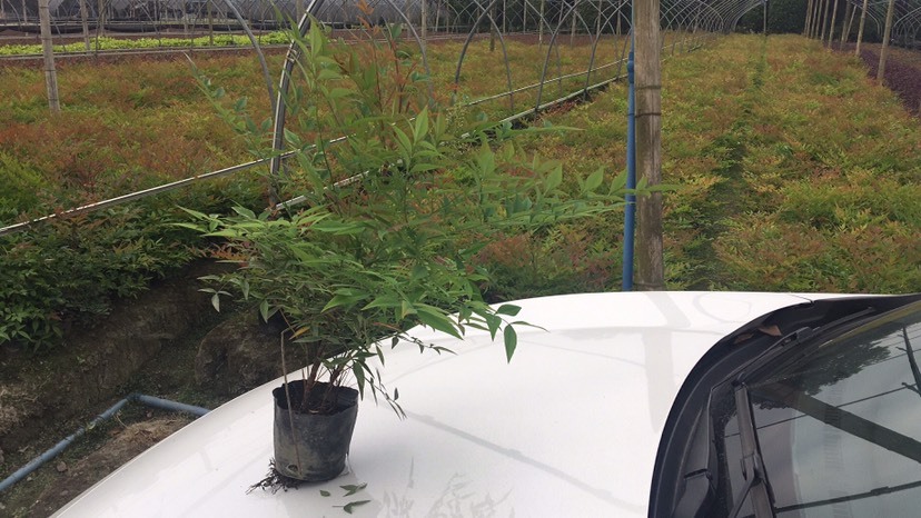 成都 南天竹