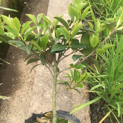 金华 矮胖土茶梅大杯