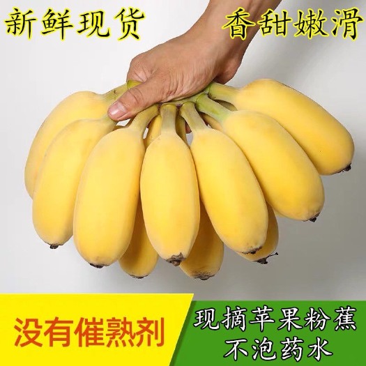 苹果蕉香蕉 粉蕉不打药 5斤装 非小米蕉红美人香