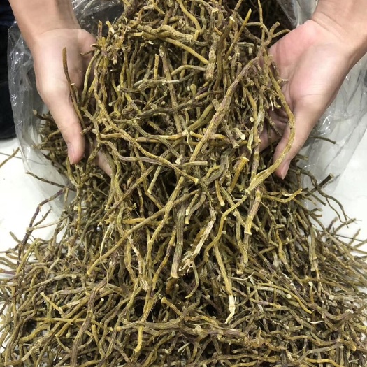广州 铁皮石斛
