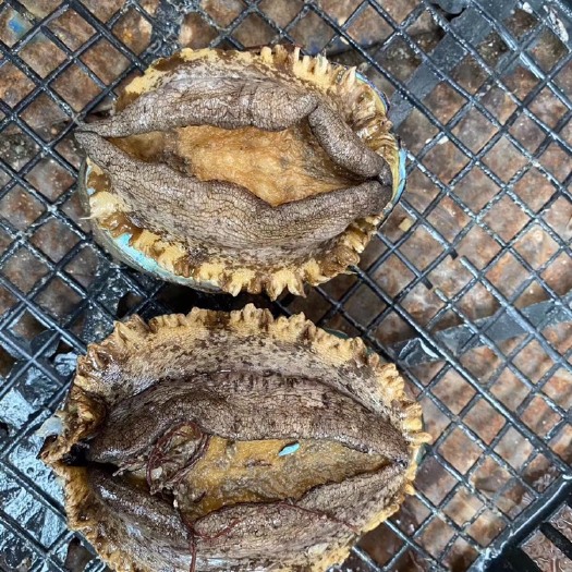 莆田南日鲍 南日四头鲍