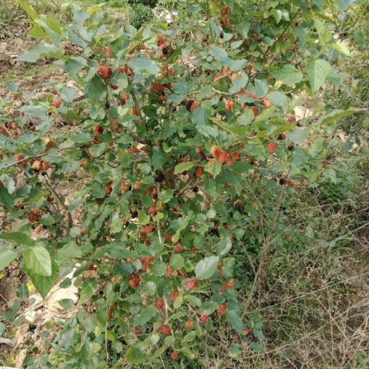 灵山县无籽大十果桑苗   无籽大十果桑苗  高产量