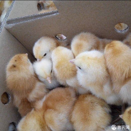 广州海兰灰蛋鸡苗 【厂家直销 品种保证 量大从优】