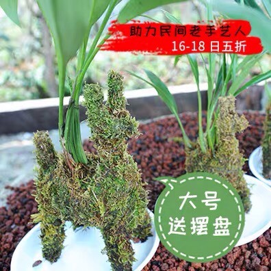 腾冲市石斛盆栽 羊驼