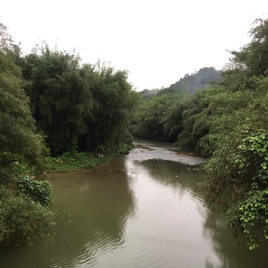 昭平县淡竹 大量原竹 单竹 泥竹 篱竹出售