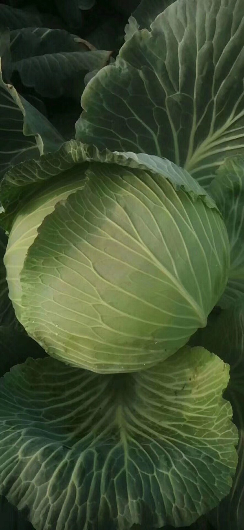 平包菜  优质包菜 产地直销 还供应各种季节性蔬菜