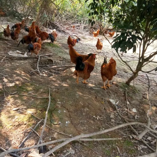  果园自养山地鸡，肉质细嫩口感鲜美，的好货。包邮。