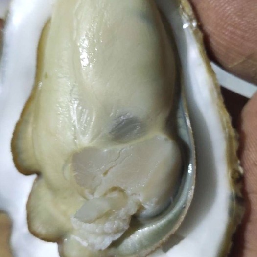 海阳市 乳山生蚝牡蛎
