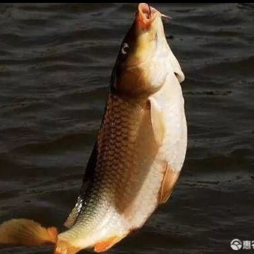  鲤鱼放钓，食用5.6一斤