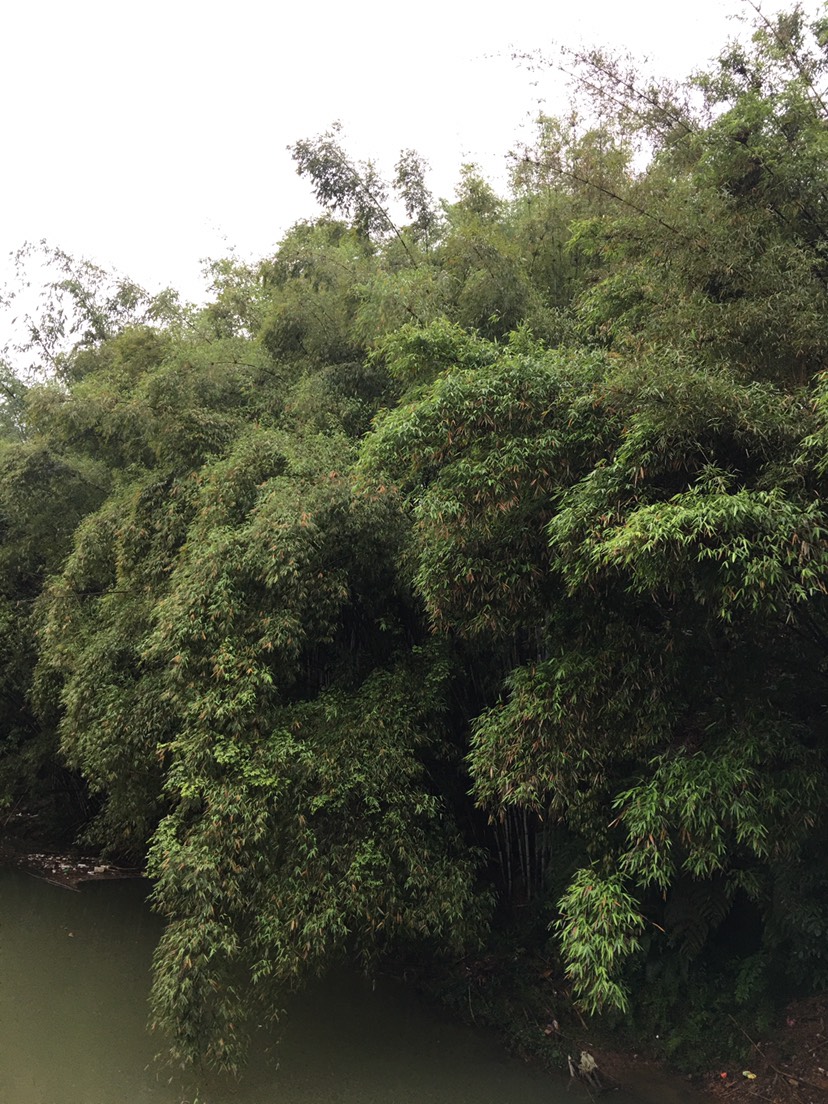 淡竹 大量原竹 单竹 泥竹 篱竹出售