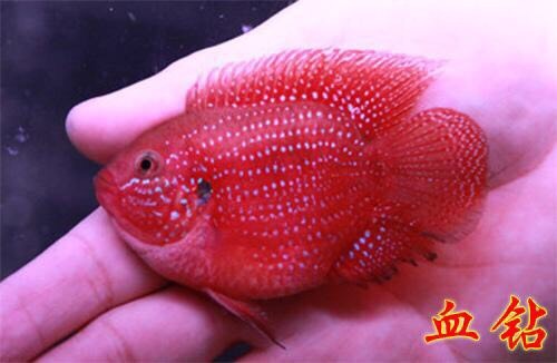 南陵县繁殖场直销血钻热带鱼。