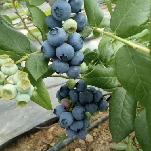 合肥 安徽宣城蓝莓种植基地直采供应