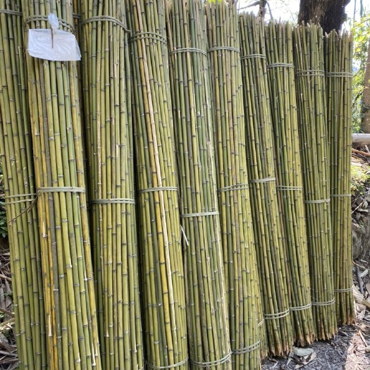 石屏县 石屏金竹