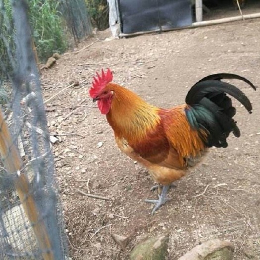 衡阳青脚土鸡苗 青脚大红公鸡