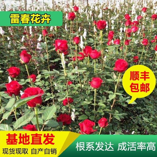 红玫瑰  50棵起订顺丰包邮云南玫瑰种苗 红玫瑰花苗月季种苗