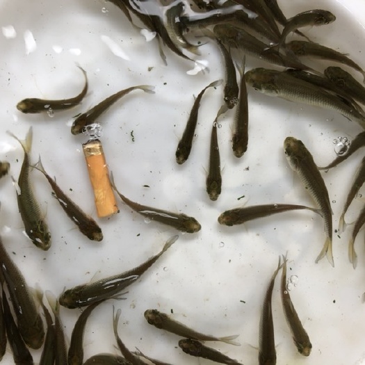 新田县 草鱼苗
