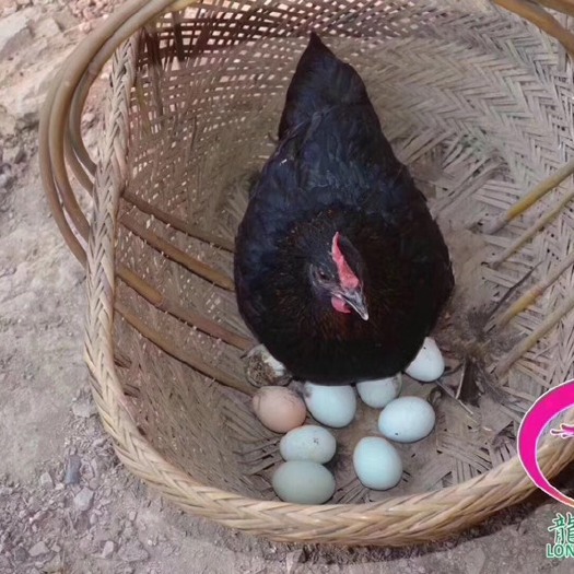广州肉鸡苗  鸡苗黑羽红冠土鸡苗 绿壳蛋鸡苗 可鉴别公母孵化场一手货源