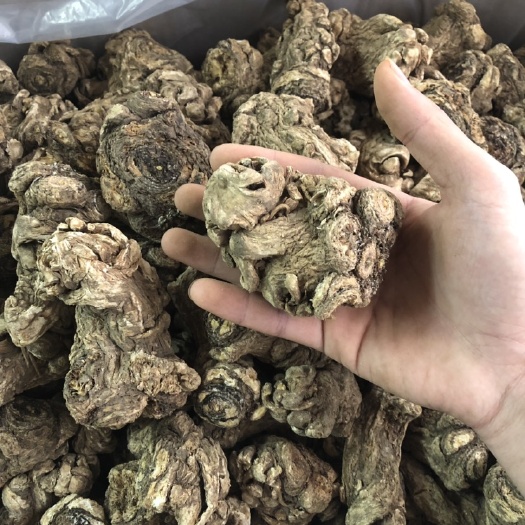 广州 当归头