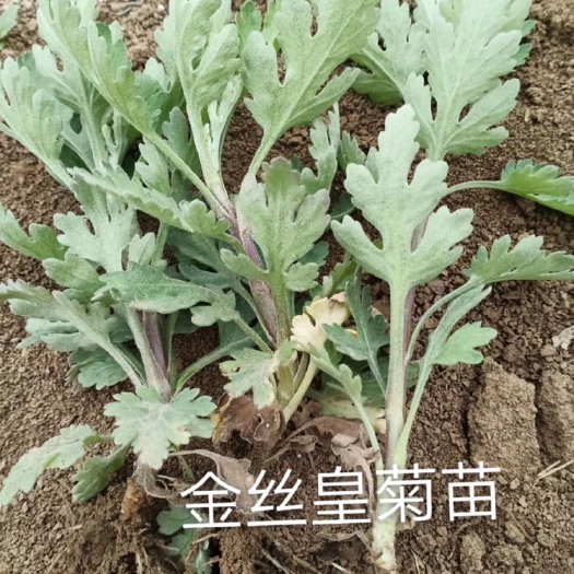 亳州金丝皇菊苗  金丝黄菊苗